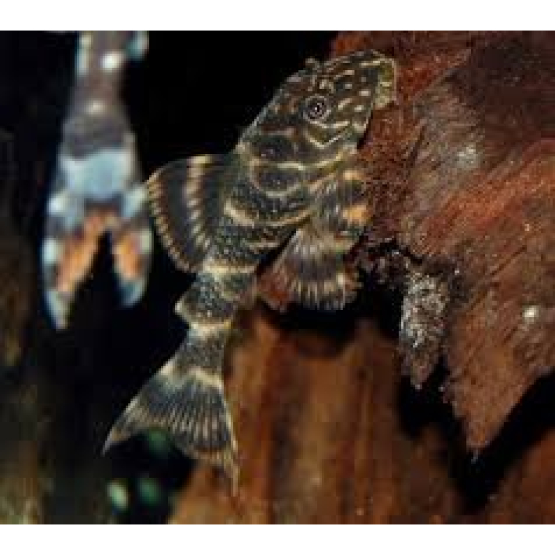 L103 Peckoltia Vittata 4-5cm